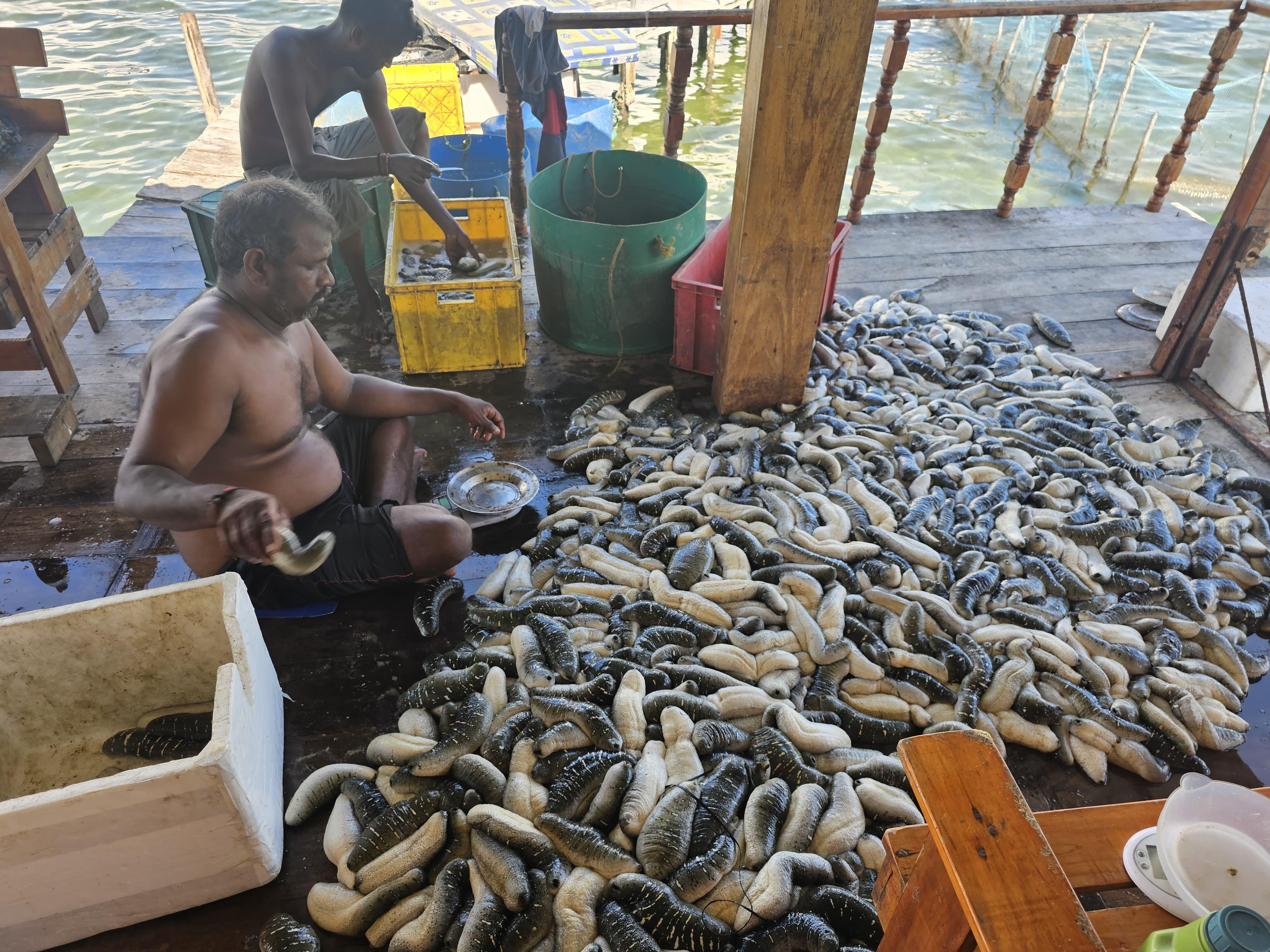 Sustainable & Fully Traceable Aquaculture