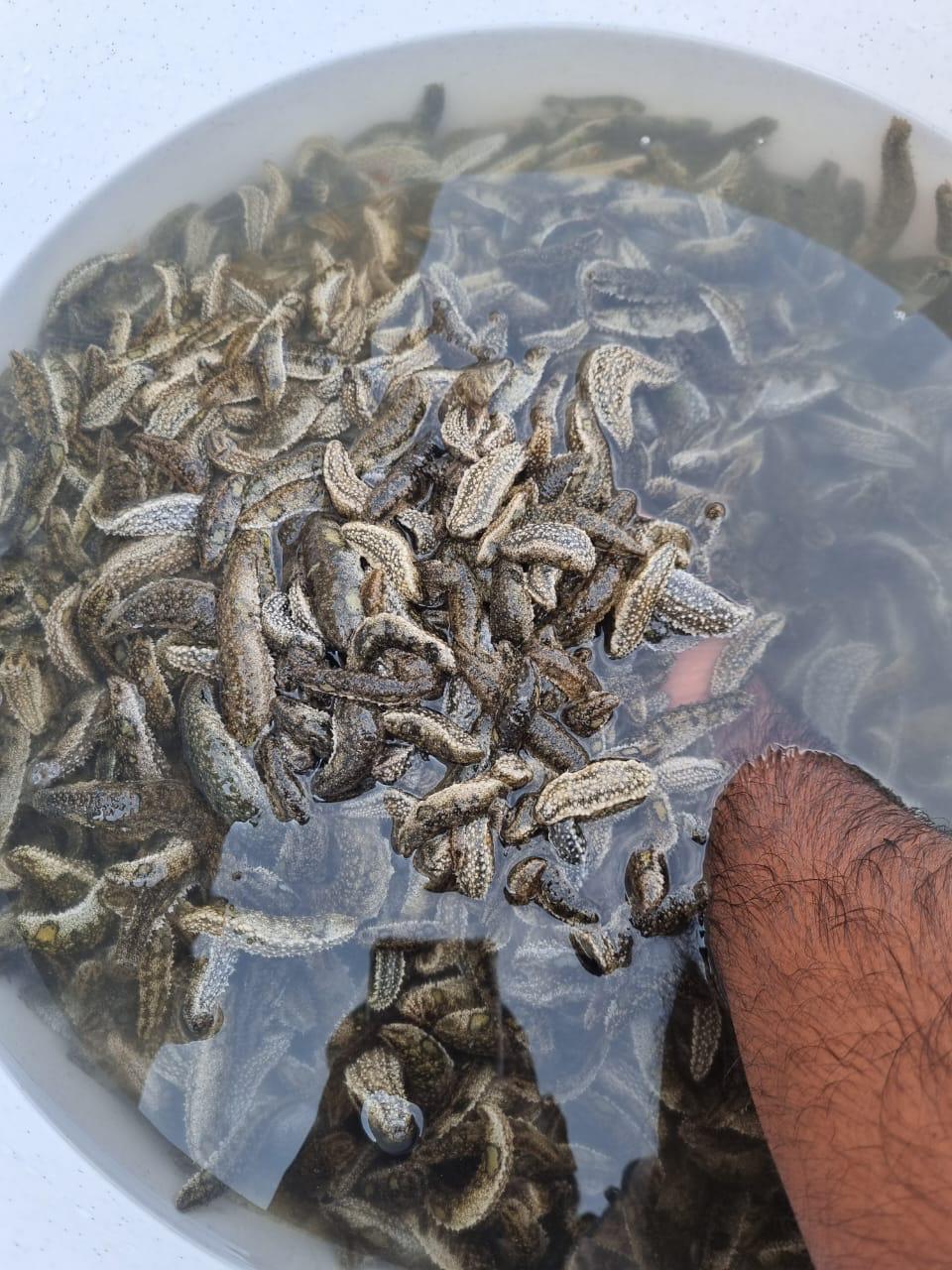 Wet, Live & Hatchery Juveniles